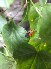 Dysdercus cingulatus