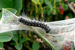 Eriogaster arbusculae