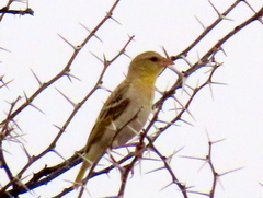 Ploceus velatus caurinus
