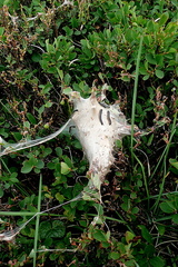 Eriogaster arbusculae