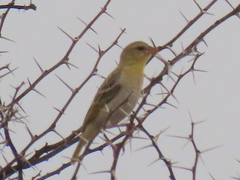 Ploceus velatus caurinus