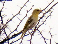 Ploceus velatus caurinus
