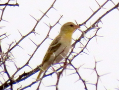 Ploceus velatus caurinus