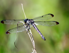 Libellula vibrans