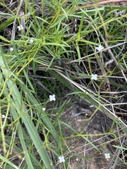 Cordylostigma virgatum