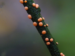 Nectria cinnabarina