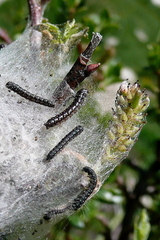 Eriogaster arbusculae