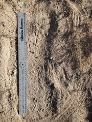 Geococcyx californianus