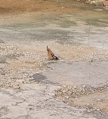 Upupa epops africana