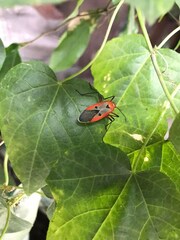 Dysdercus cingulatus