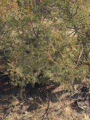 Vachellia constricta