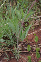 Cyphostemma