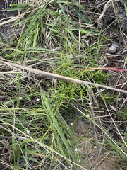 Cordylostigma virgatum