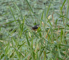 Prinia socialis