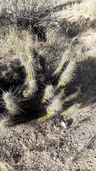 Echinocereus engelmannii