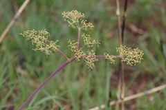 Cyphostemma