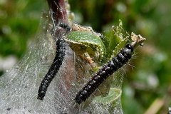Eriogaster arbusculae