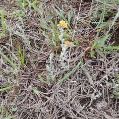Helichrysum aureonitens