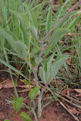 Cyphostemma