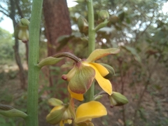 Eulophia streptopetala