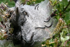 Eriogaster arbusculae