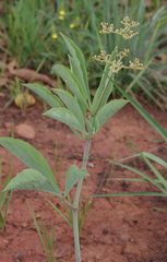 Cyphostemma