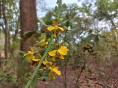 Eulophia streptopetala