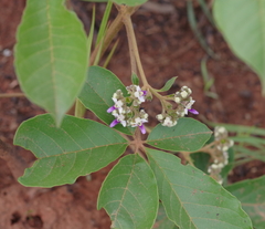 Vitex