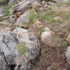 Phymaspermum athanasioides