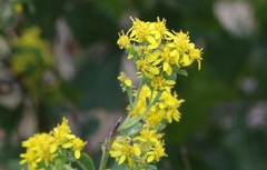 Solidago petiolaris