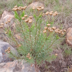 Phymaspermum athanasioides
