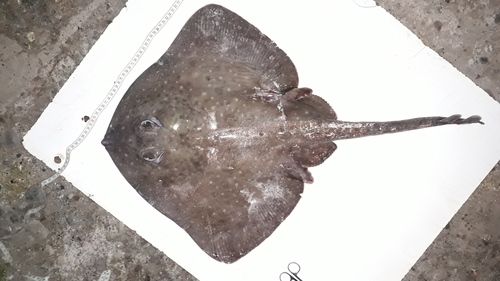 Spotted ray (Bathyraja albomaculata) — Arhynchobatidae