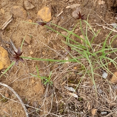 Cyperus semitrifidus