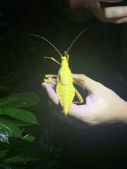 Heteropteryx dilatata