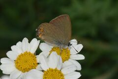 Satyrium acaciae