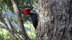 Campephilus magellanicus