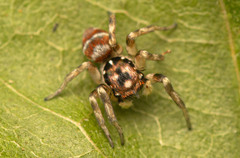 Parajotus refulgens
