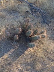 Echinocereus engelmannii