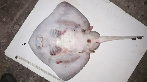 Spotted ray (Bathyraja albomaculata) — Arhynchobatidae — 3