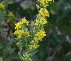 Solidago petiolaris