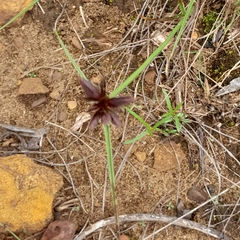 Cyperus semitrifidus