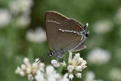 Satyrium spini