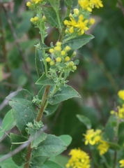 Solidago petiolaris
