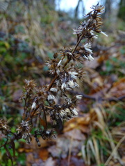 Solidago virgaurea