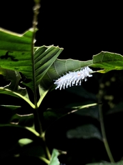 Attacus taprobanis