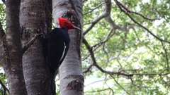 Campephilus magellanicus
