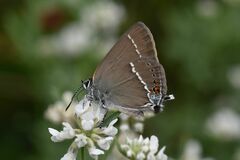 Satyrium spini