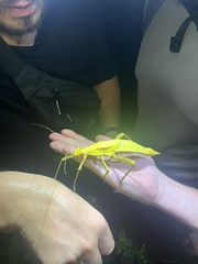 Heteropteryx dilatata
