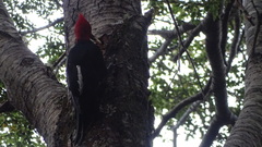 Campephilus magellanicus