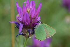 Callophrys rubi